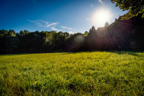 Meadow, Country, Summer, Spring, Munich, Starnberg, Bavaria, Germany